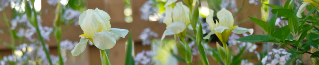 yellow irises before wooden fence